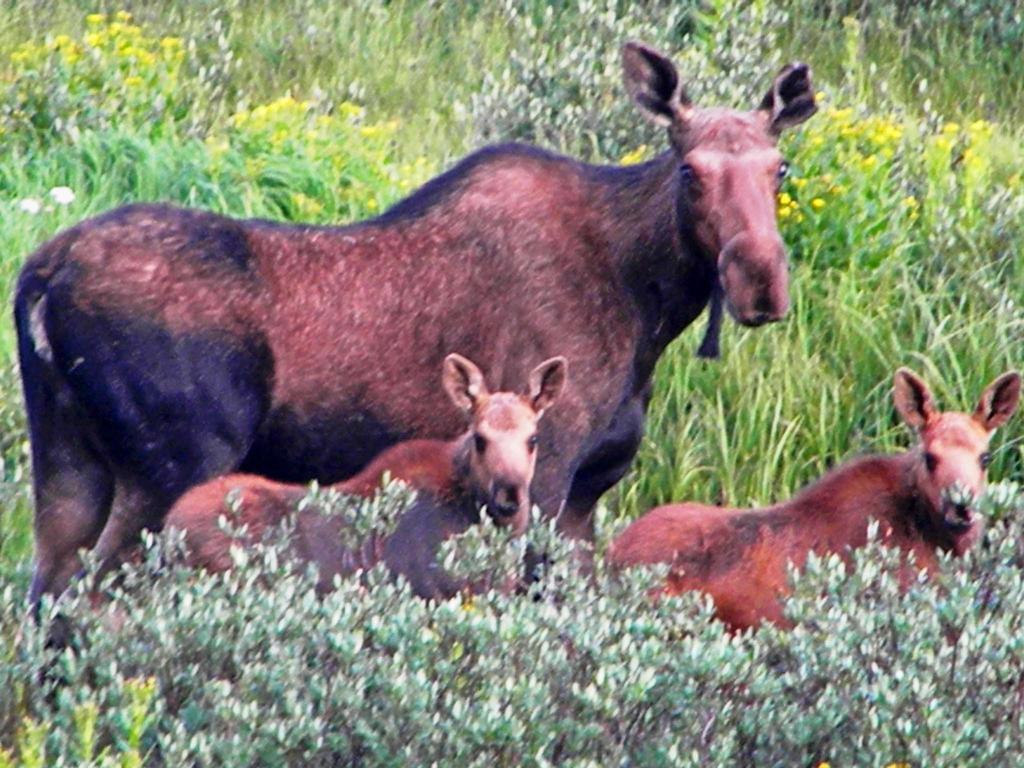 Medicine Bow Lodge Tenmile Ngoại thất bức ảnh